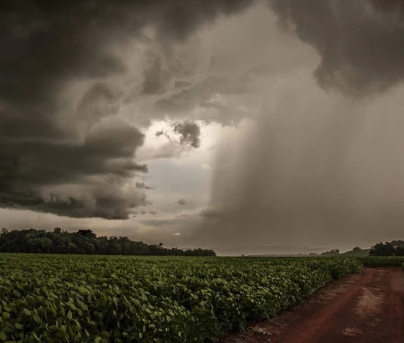Em Santa Catarina, produtores rurais enfrentam desafios após eventos climáticos extremos e buscam estratégias para a recuperação das lavouras